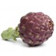 ALCACHOFA MORADA