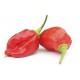 PIMIENTO PICANTE NAGA
