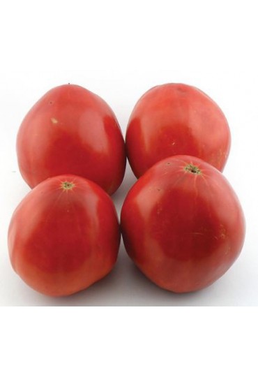 TOMATE CORAZON DE TORO