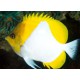 HEMITAURICHTHYS POLYLEPIS
