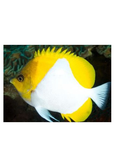 HEMITAURICHTHYS POLYLEPIS