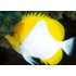 HEMITAURICHTHYS POLYLEPIS