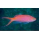PSEUDANTHIAS LORI