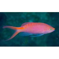 PSEUDANTHIAS LORI