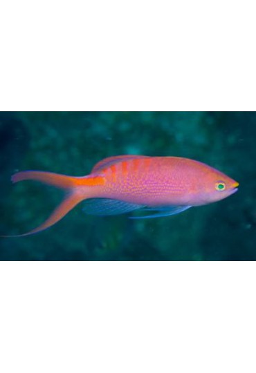 PSEUDANTHIAS LORI