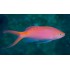 PSEUDANTHIAS LORI