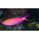 MIROLABRICHTHYS SMITHVANIZI
