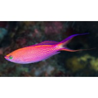 MIROLABRICHTHYS SMITHVANIZI