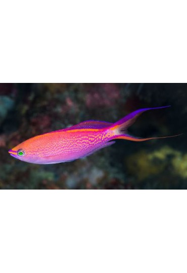 MIROLABRICHTHYS SMITHVANIZI
