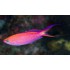 MIROLABRICHTHYS SMITHVANIZI