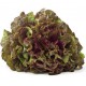 LECHUGA HOJA ROBLE ROJA