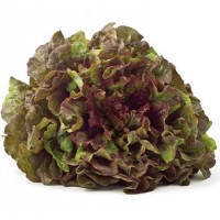 LECHUGA HOJA ROBLE ROJA