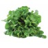 LECHUGA HOJA DE ROBLE VERDE PACK 12