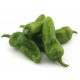 PIMIENTO DE GERNIKA