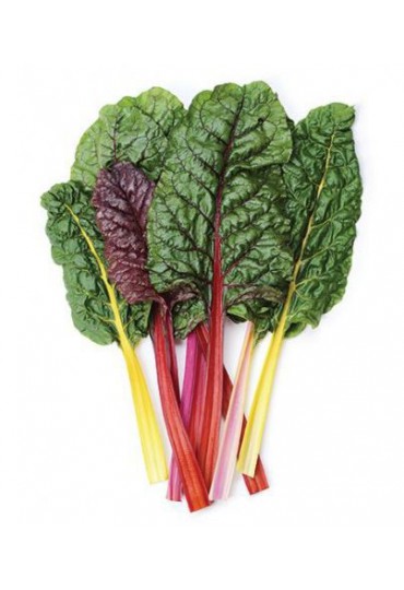 ACELGA COLORES