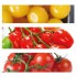 TOMATE CHERRY MIX PACK 6