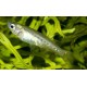 PSEUDOMUGIL TENELLUS