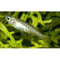 PSEUDOMUGIL TENELLUS