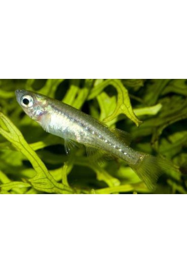 PSEUDOMUGIL TENELLUS