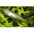 PSEUDOMUGIL TENELLUS