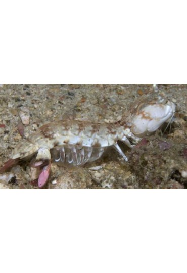 ODONTODACTYLUS MANTIS