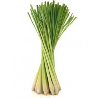 CITRONELA / LEMONGRASS