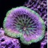 STICHODACTYLA TAPETUM