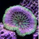 STICHODACTYLA TAPETUM