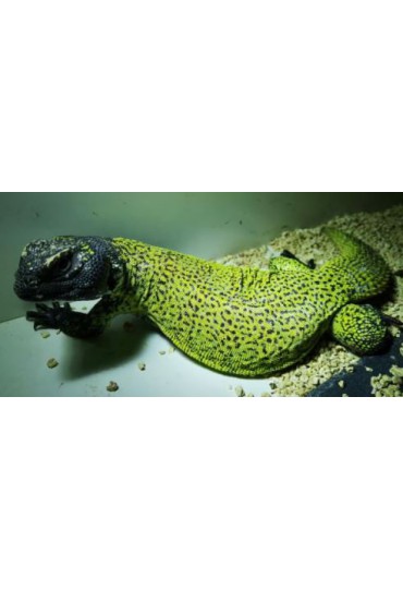 UROMASTYX NIGRIVENTRIS, LAGARTO COLA ESPINOSA UROMASTYX NIGRIVENTRIS, LAGARTO COLA ESPINOSA