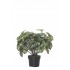 MATA PEPEROMIA ARTIFICIAL 28CM VERDE