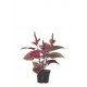 MATA COLEUS ARTIFICIAL 45 CM ROJO