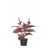 MATA COLEUS ARTIFICIAL 45 CM ROJO