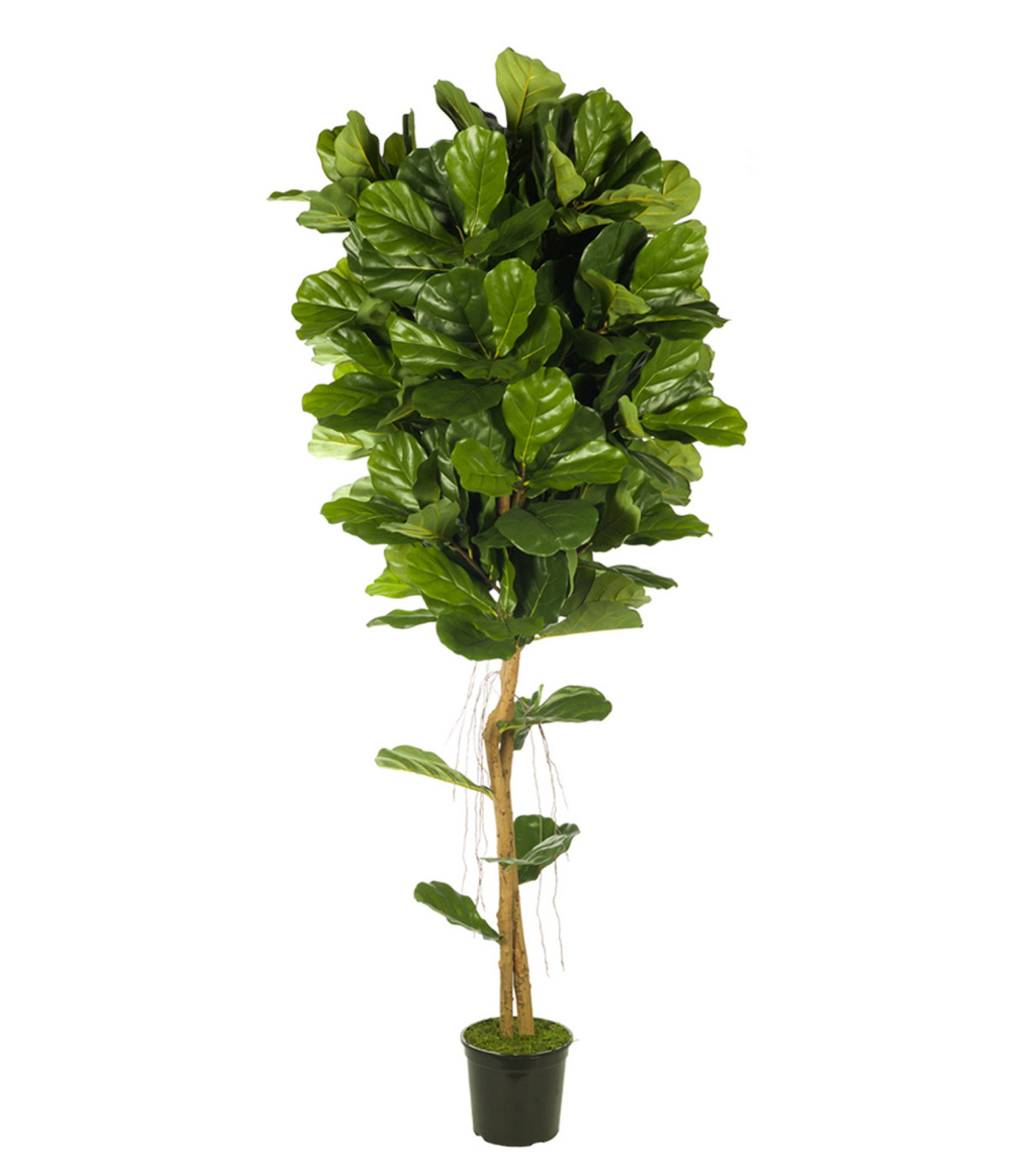 Árbol Artificial Ficus Con Maceta