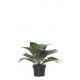 MATA ARGENTEA ARTIFICIAL 25CM VERDE