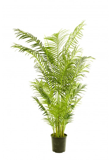 PALMERA ARECA ARTIFICIAL 180CM VERDE