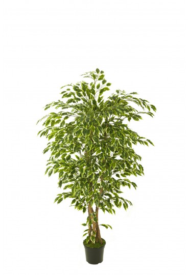 ÁRBOL FICUS HAWÁI ARTIFICIAL 150CM BLANCO