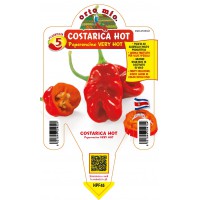 PIMIENTO COSTARICA ZETA
