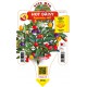 PIMIENTO HOT DAISY