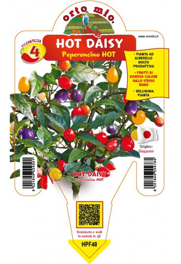 PIMIENTO HOT DAISY