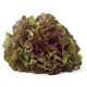 LECHUGA MARAVILLA DE VERANO