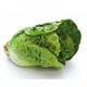 LECHUGA BOMBITA