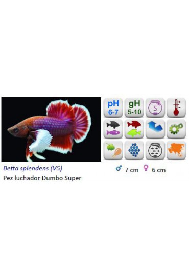 BETTA MACHO DUMBO SUPERDELTA