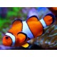 AMPHIPRION PERCULA
