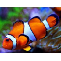 AMPHIPRION PERCULA