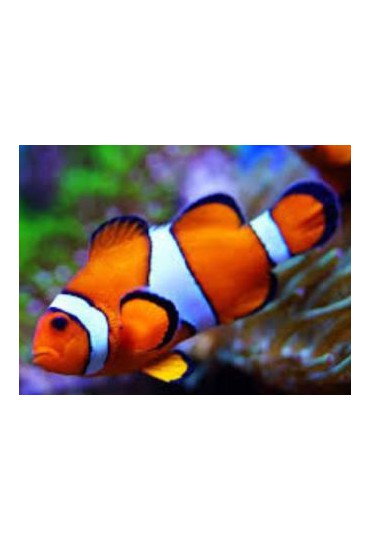 AMPHIPRION PERCULA