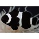 AMPHIPRION OCELLARIS, FULL BLACK