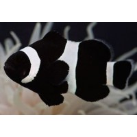 AMPHIPRION OCELLARIS, FULL BLACK