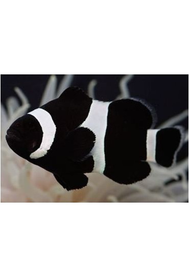 AMPHIPRION OCELLARIS, FULL BLACK