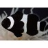 AMPHIPRION OCELLARIS, FULL BLACK