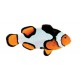 AMPHIPRION OCELLARIS, PICASSO BAR